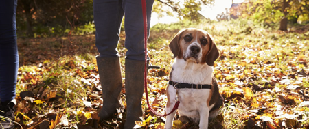 Dog in a wood